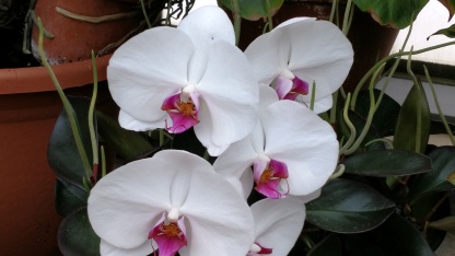 White Orchid with Pink Center Biltmore House